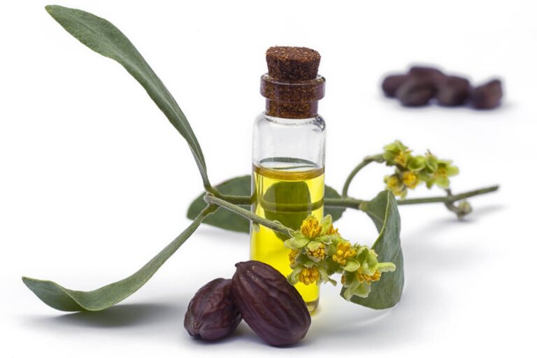 Jojoba (Simmondsia chinensis) oil, leaves, flower and seeds